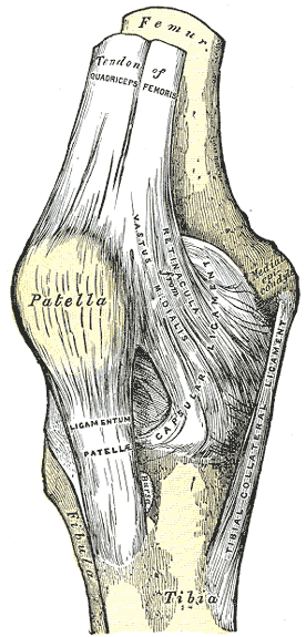 Anterior knee view