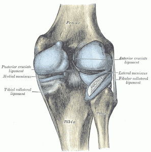 Posterior knee view