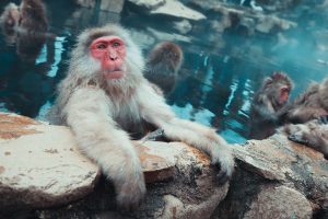 Bathing monkey