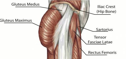 Gluteal muscles