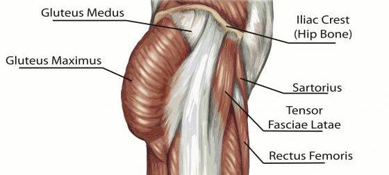 Right gluteus maximus