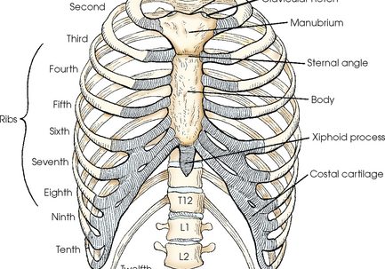 Ribcage anatomy