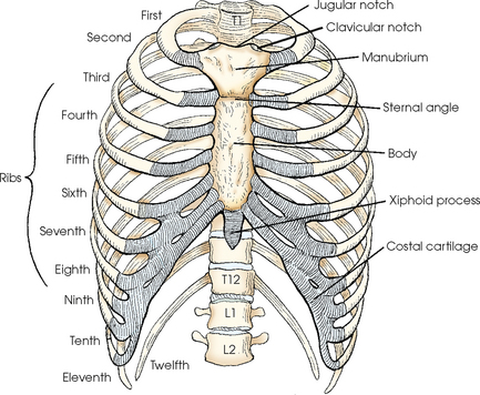 THE ANATOMY OF THE RIBS & BREATHING in Greenville SC