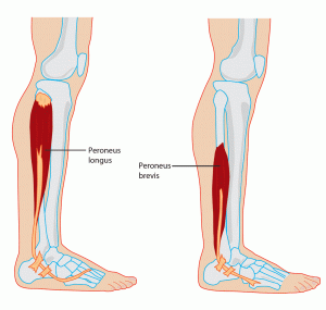 Peroneal muscles