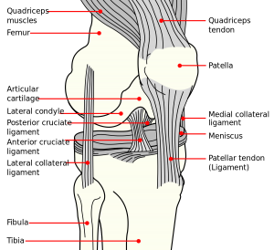 antero-lateral knee view