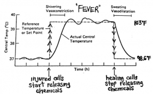 Guide to fever temperatures