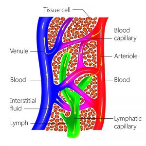 arteries, veins, and lymph collecting imbetween
